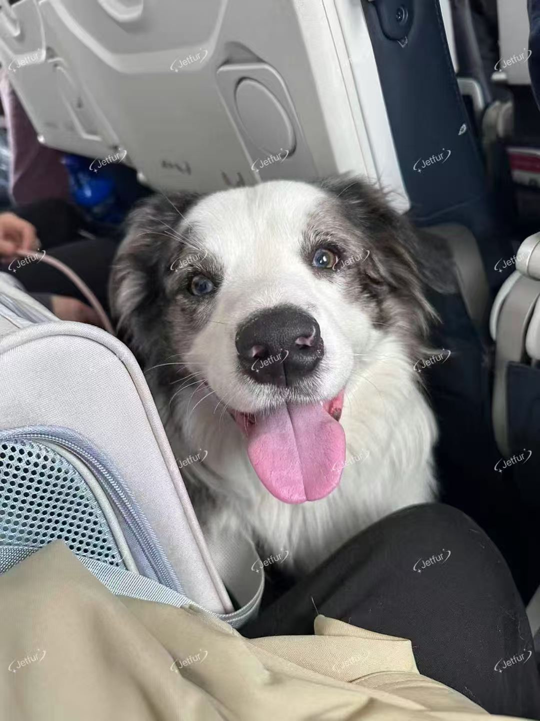 Mochi travelling with JetFur