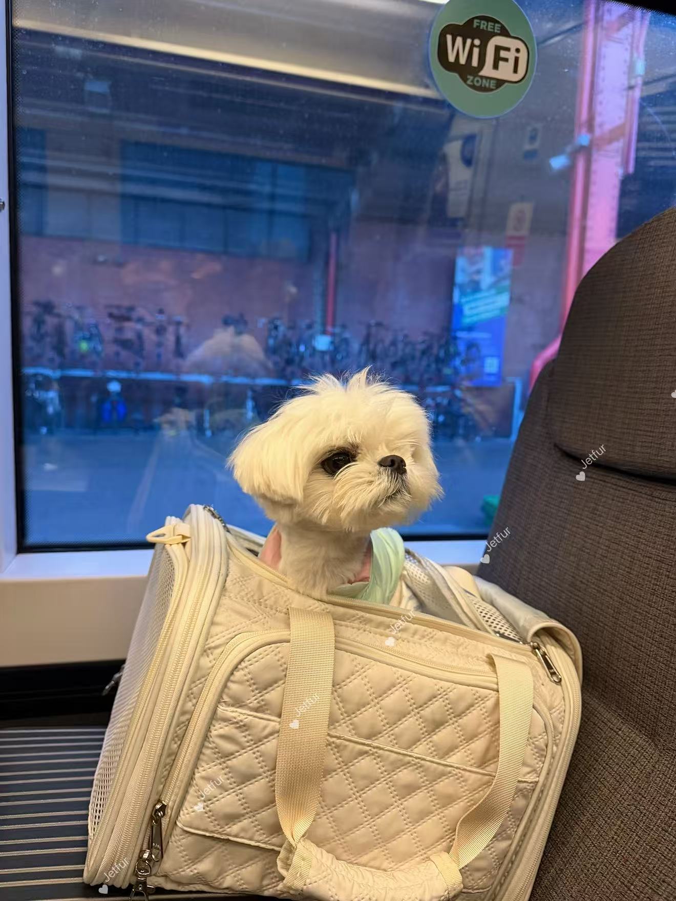 NianNian travelling with JetFur